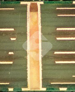 国产色XX群视频射精